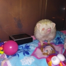 Louisiana Hedgehog Rescue Safe Home