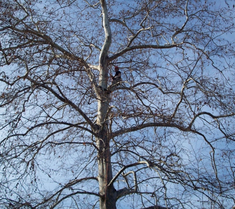 Sager Professional Tree Management - Middleton, ID
