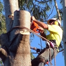Nosak Tree Service - Tree Service