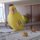 Crazy4birds Parrot Rescue