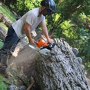 Pura Vida Tree Service - Arborists