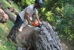 Pura Vida Tree Service - Arborists