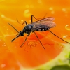 E & G Exterminators gallery