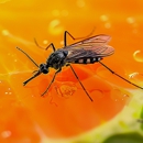E & G Exterminators - Pest Control Equipment & Supplies