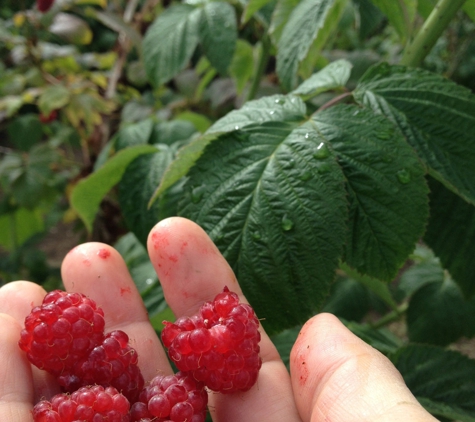 Harvold Berry Farm - Carnation, WA