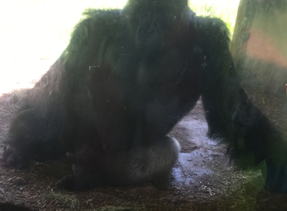 Omaha's Henry Doorly Zoo - Omaha, NE. One of the gorillas that we could see face to face.