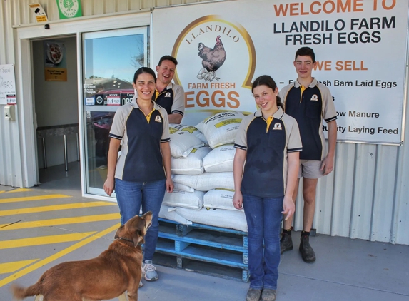 Llandilo Farm Fresh Eggs - Llandilo, NSW