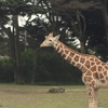 San Francisco Zoo & Gardens gallery