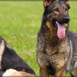 Eastwood Veterinary Clinic - Ballarat East, VIC