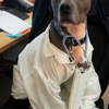 Norwood Animal Hospital, A Thrive Pet Healthcare Partner gallery