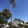 Total Tree Care gallery