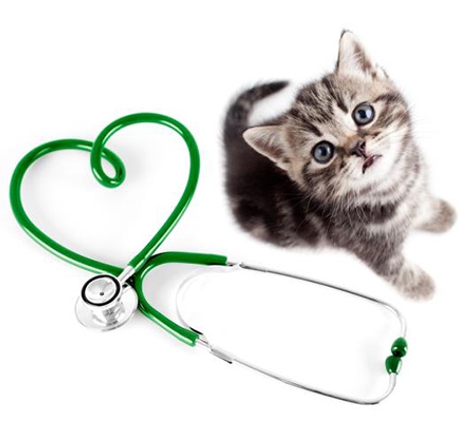 Darwin My Vet Service - Wulagi, NT