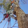 An Arborist Logging Co.