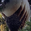 Bee Removal Pros gallery