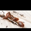 Sears Termite & Pest Control gallery