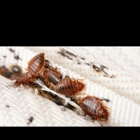 Sears Termite & Pest Control