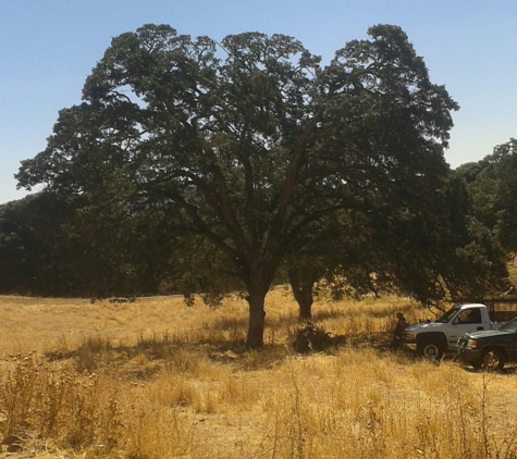 Hanson Tree Service - Vallejo, CA. Avery Greene had Five Oaks clean in shape for his cattle and view