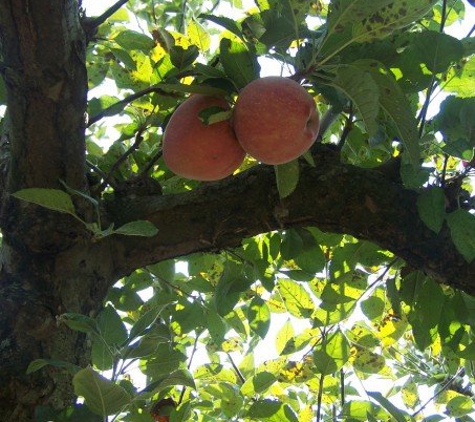 Johnson's Orchard - Bedford, VA