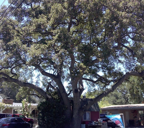 Chad's Chippers Tree Service - Lancaster, CA