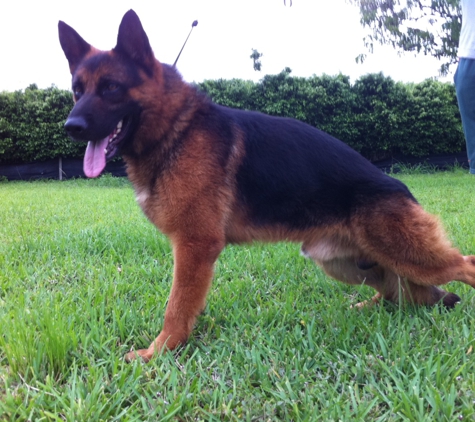 Beus German Shepherds - Molino, FL