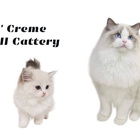 LATTENCREME RAGDOLL CATTERY