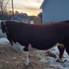 Spruce Hill Polled Herefords gallery