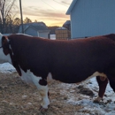 Spruce Hill Polled Herefords - Farms