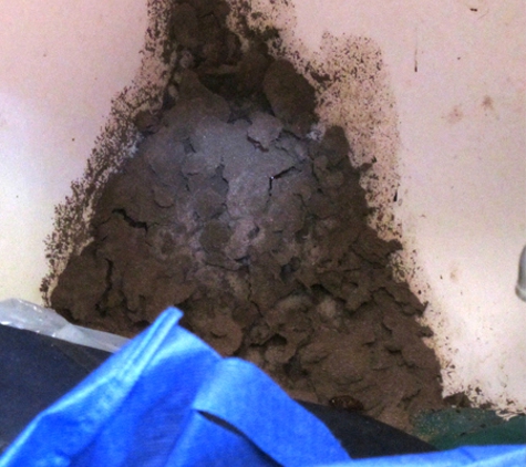 Cure-All White Ant Man. Termite Damage