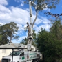 Broken Branch Tree Service