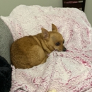 Perfect Pet Cuts - Dog & Cat Grooming & Supplies