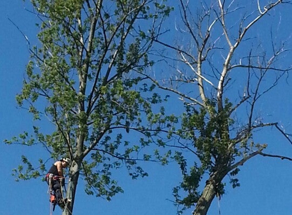 Active Tree Experts, Inc. - Richmond, MI