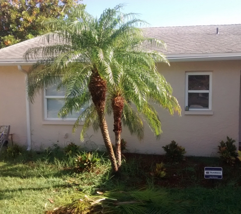 Dave's tree service - New Port Richey, FL