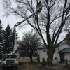 Miller Tree Service gallery