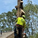 Teran Tree Experts - Tree Service