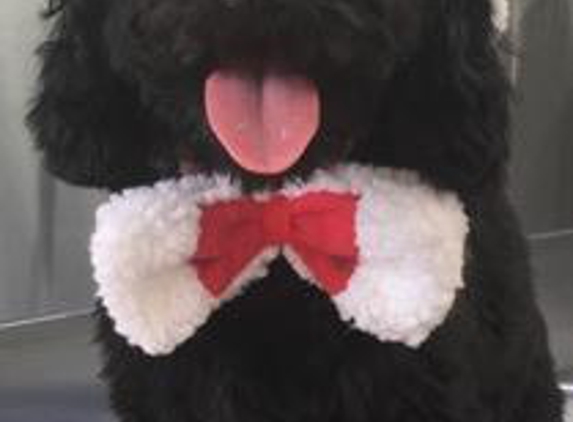 Superb Dog Grooming - Wheelers Hill, VIC