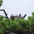 Coastal Kayak Excursions