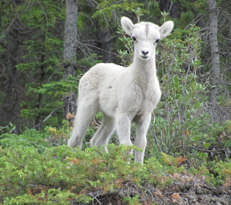 Lazer Tours and Guide Service - Palmer, AK