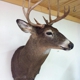 Luster Taxidermy