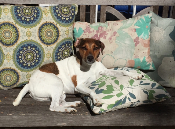 Canine Smiles - Anesthesia Free Teeth Cleaning - Austin, TX. Tucker loves Canine Smiles!