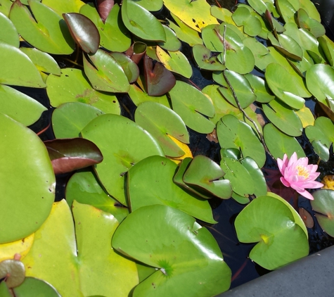 Oakdale Greenhouses, LLC - Charlotte, NC. Aquatic Plants