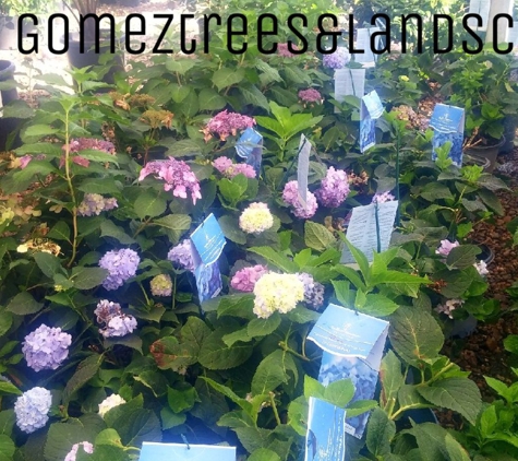 Gomez Trees & Landscaping