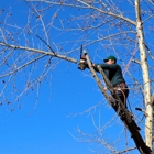 Devo's Tree & Stump removal