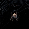 A&R Exterminating gallery