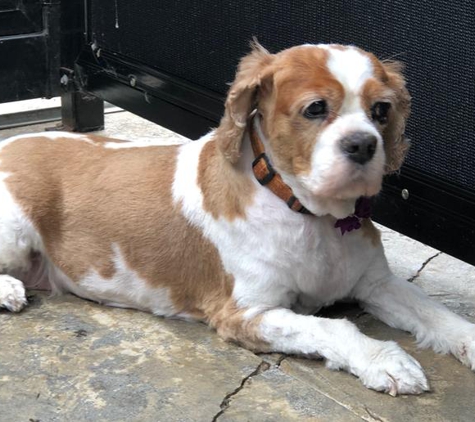 Superb Dog Grooming - Wheelers Hill, VIC. After - Ella is cool and relaxed.