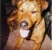 The Pets Inn - Pet Boarding & Kennels
