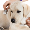 Affordable Veterinary Services gallery