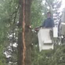 Tri County Tree Service - Foresters