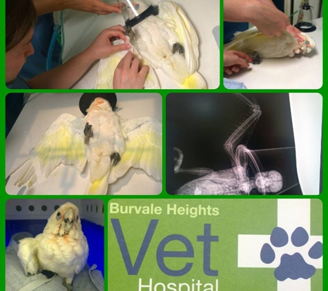 Burvale Heights Vet Hospital - Forest Hill, VIC