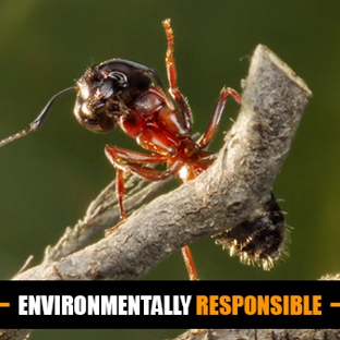 Creepy Crawly Pest Control Kingaroy. Environmentally Responsible