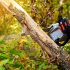 Sam Tree Service & Lawn Care gallery